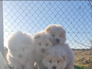 Chow Chow perros en Sevilla - Anuncio 1