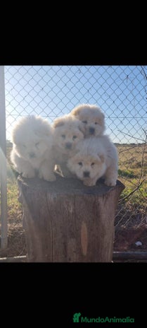 Chow Chow perros en Sevilla - Anuncio 1