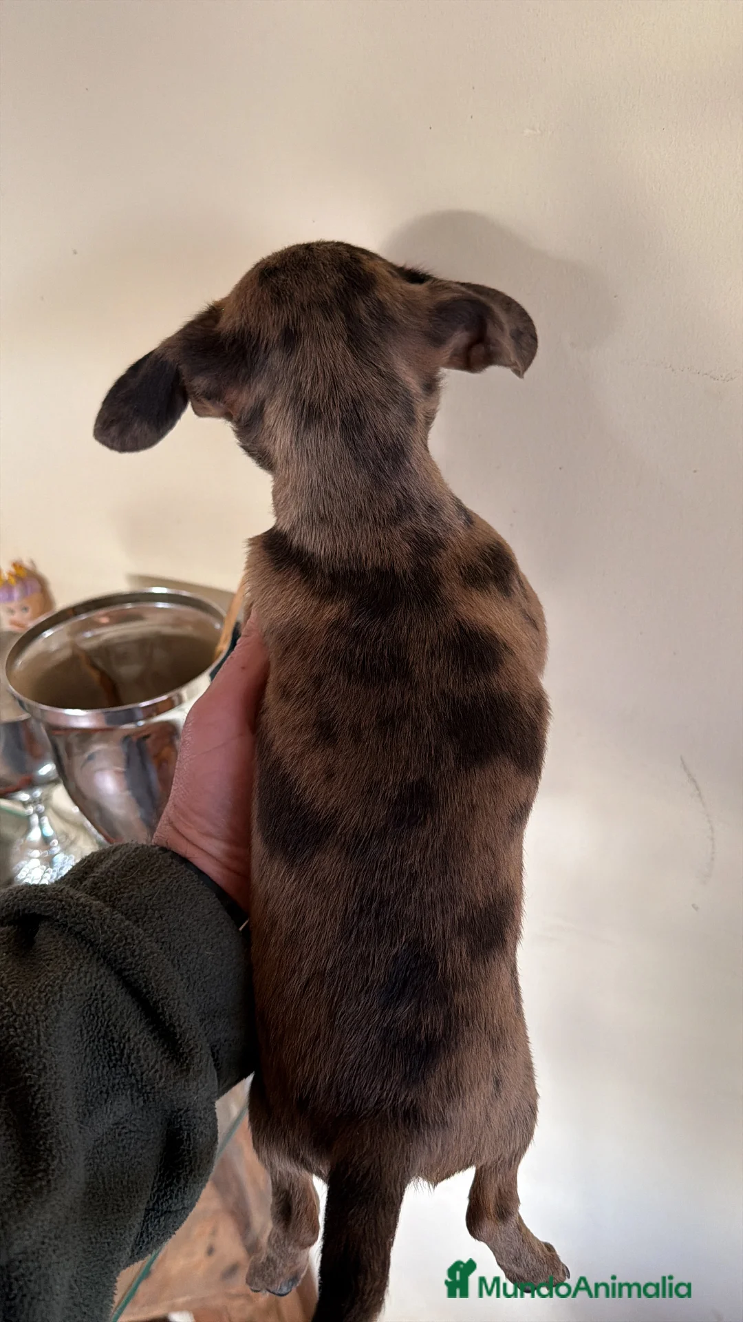 Raza Mixta perros en venta: Preciosa cachorrita mezcla Teckel y Chuguagua  - Anuncio 4