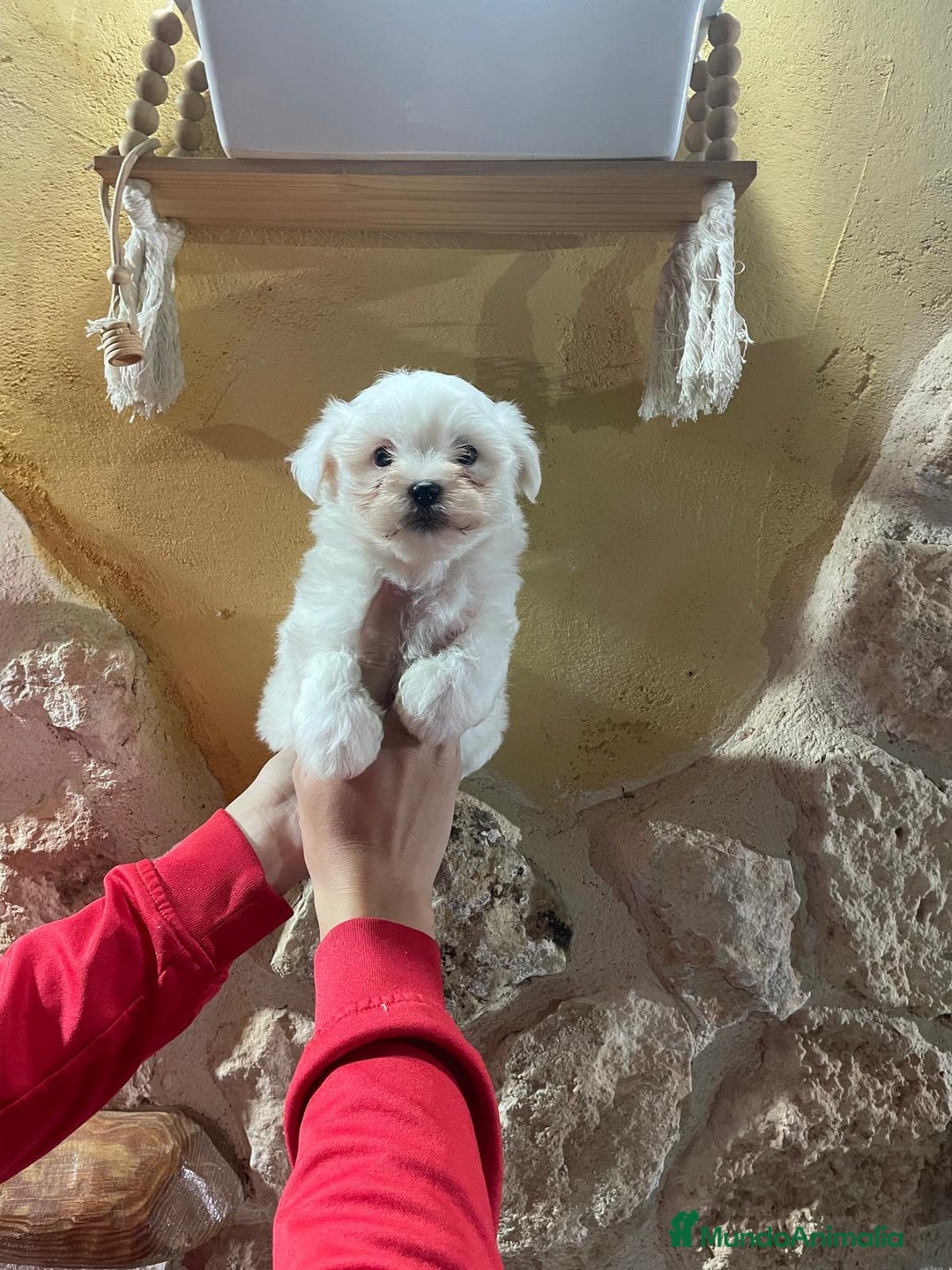 Bichón Maltés perros en venta: Bichon maltés coreano - Anuncio 1