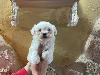 Bichón Maltés perros Bichon maltés coreano - Anuncio 1