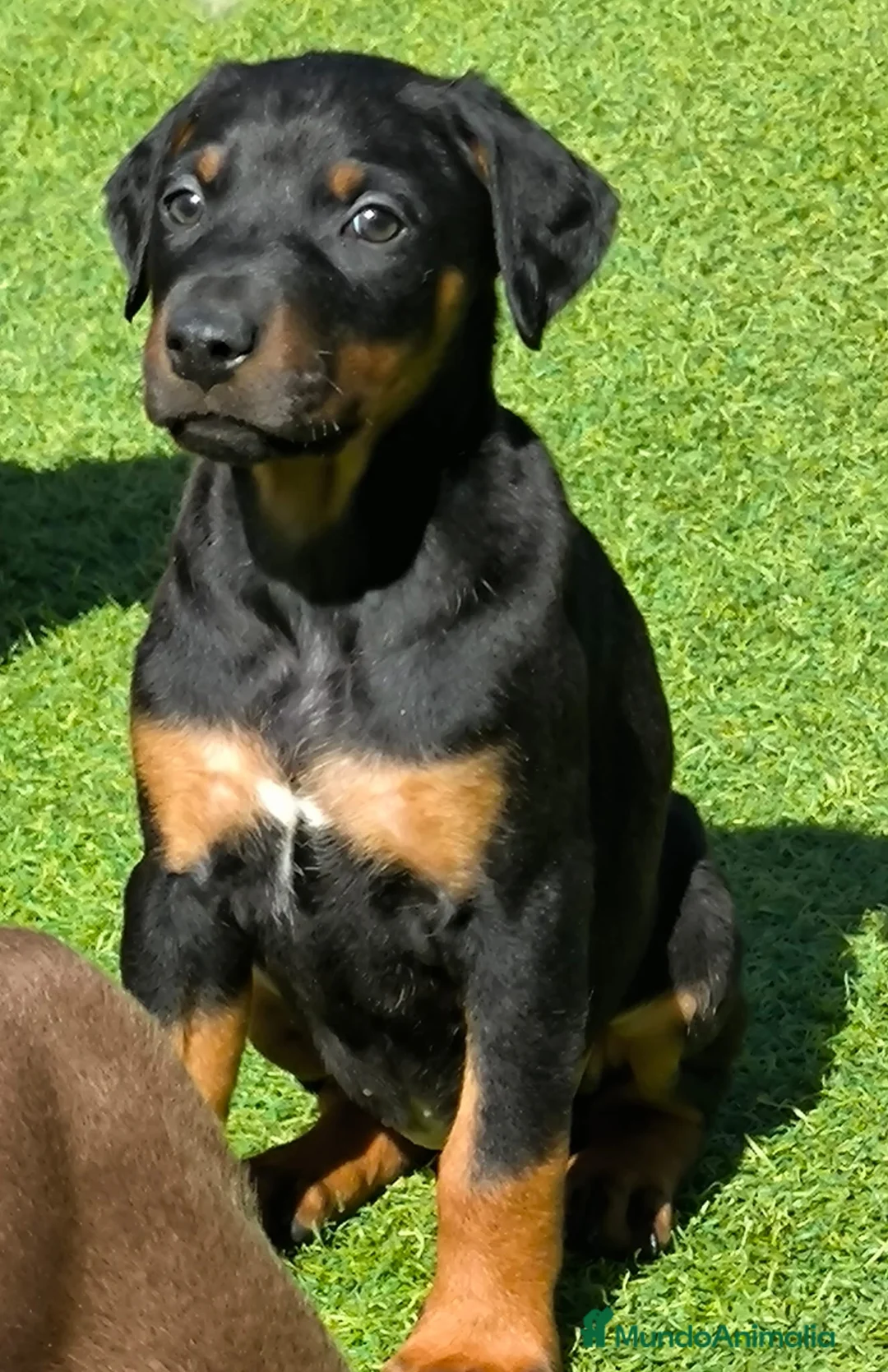 Dobermann perros en venta: Doberman línea europea macho n/f - Anuncio 1