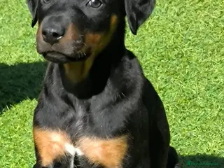 Dobermann perros Doberman línea europea macho n/f - Anuncio 1