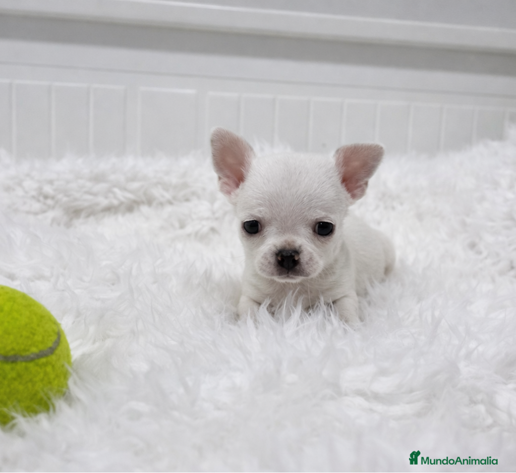 Chihuahua perros cachorros de chihuahua  - Anuncio 1