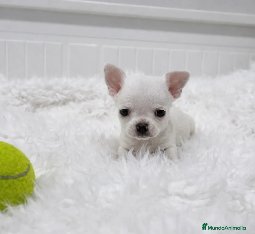 Chihuahua perros en venta: cachorros de chihuahua  - Anuncio 1