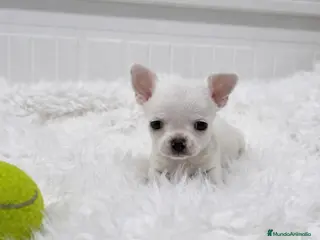 Chihuahua perros cachorros de chihuahua - Anuncio 1