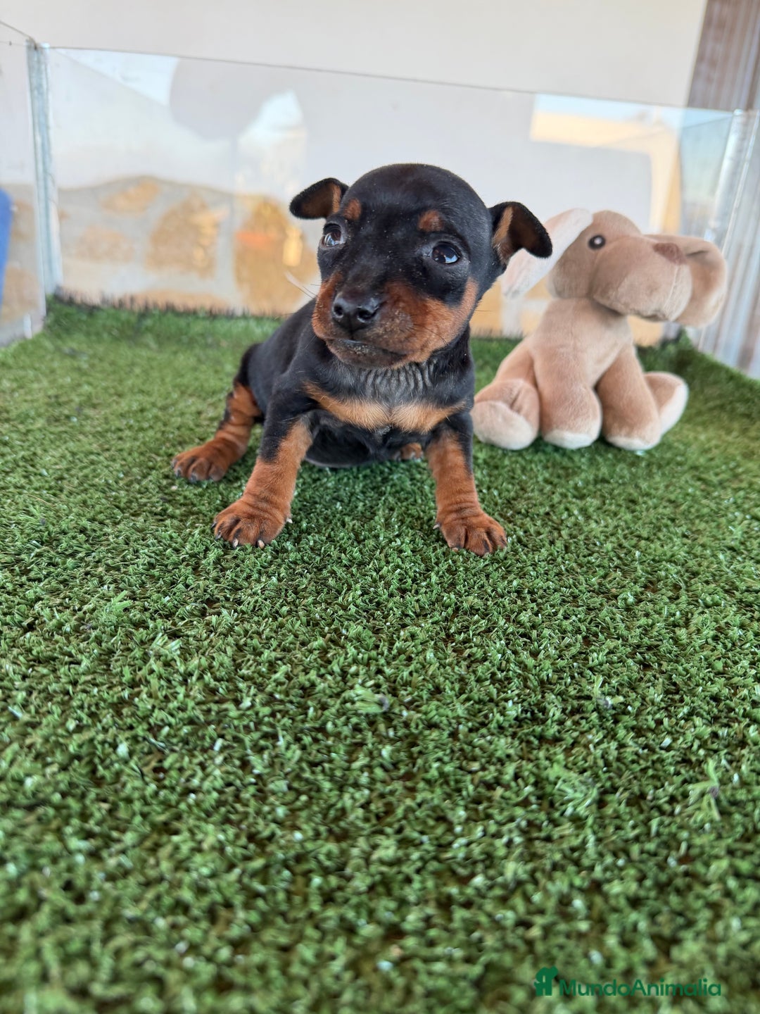 Pinscher Miniatura perros en venta: Mini Pincher hembra  - Anuncio 2