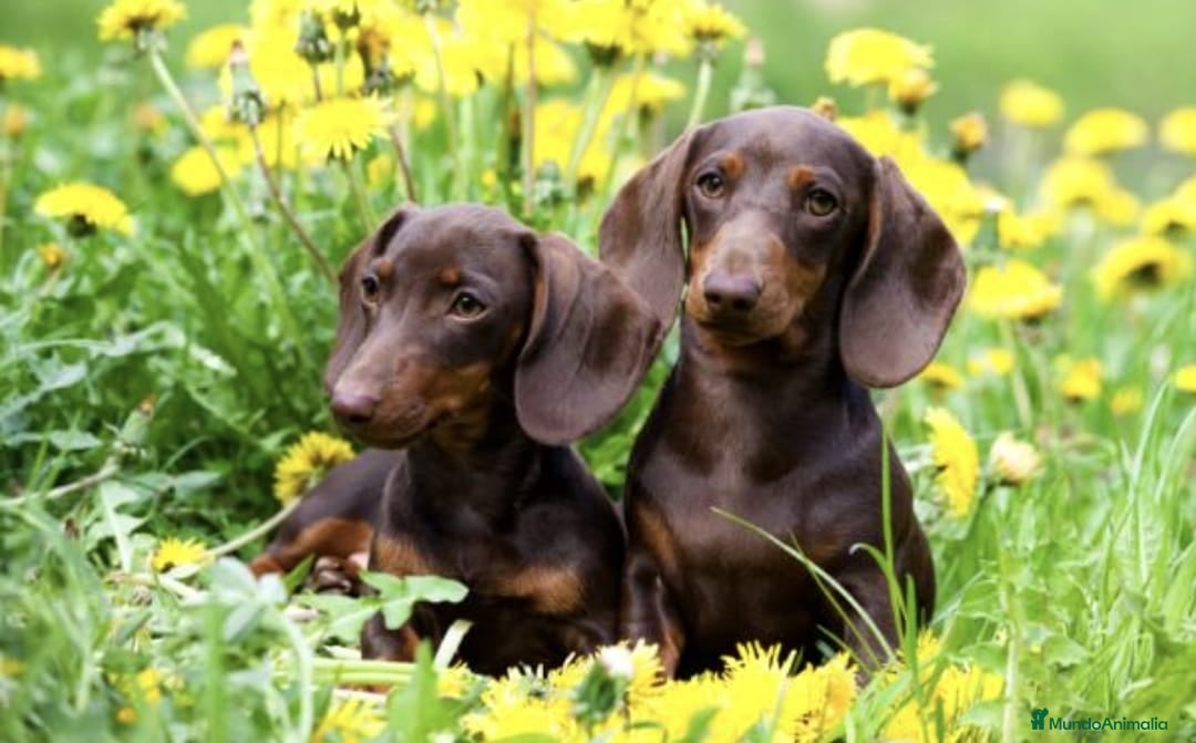 Teckel Miniatura perros en venta: Teckel mini chocolate  - Imagen 4