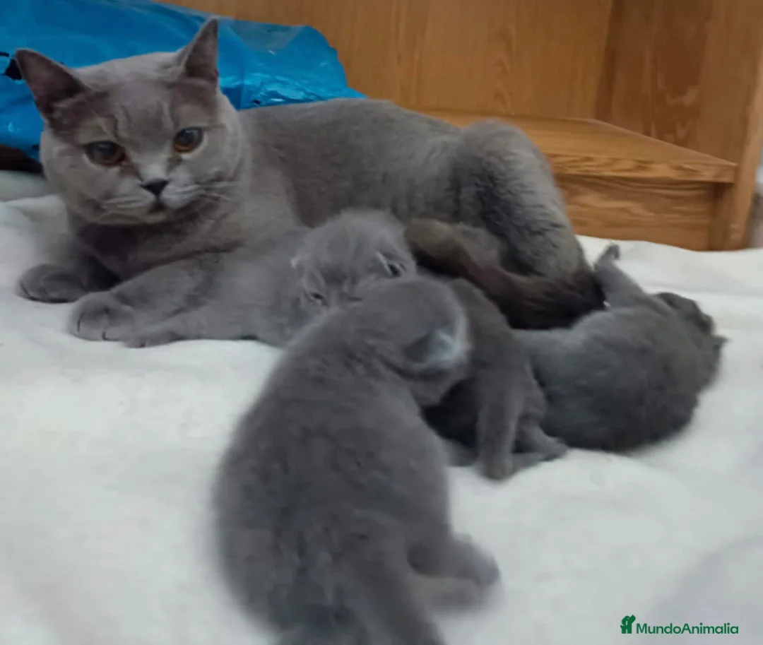 Británico de Pelo Corto Azul gatos en venta:  British Shorthair Blue  - Anuncio 2
