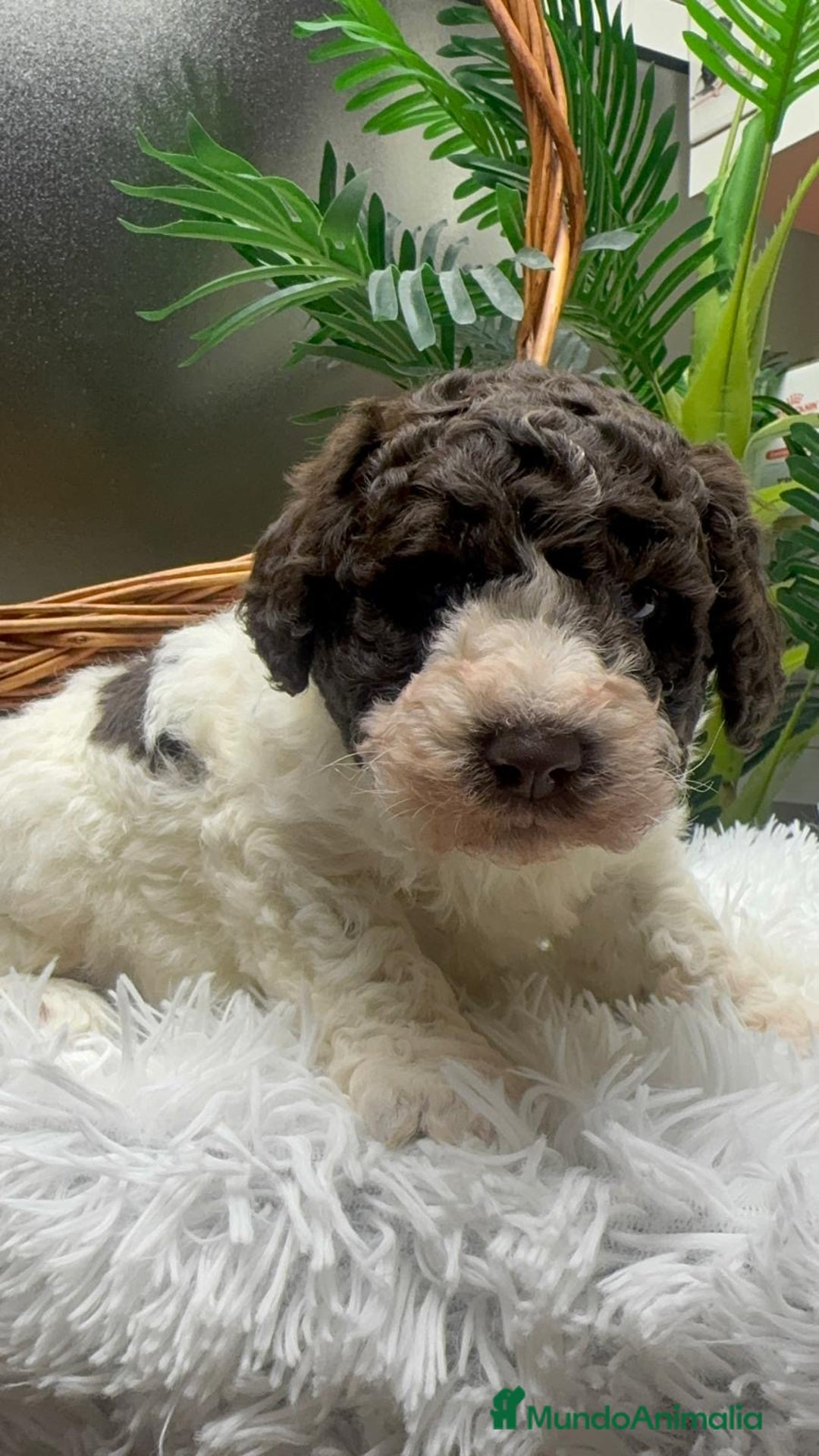 Perro de Agua Español perros en venta: PERRO DE AGUA ESPAÑOL MACHO - Anuncio 2