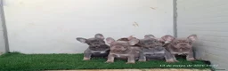 Bulldog Francés perros en venta: Cachorros de Bulldog Francés - Anuncio 3