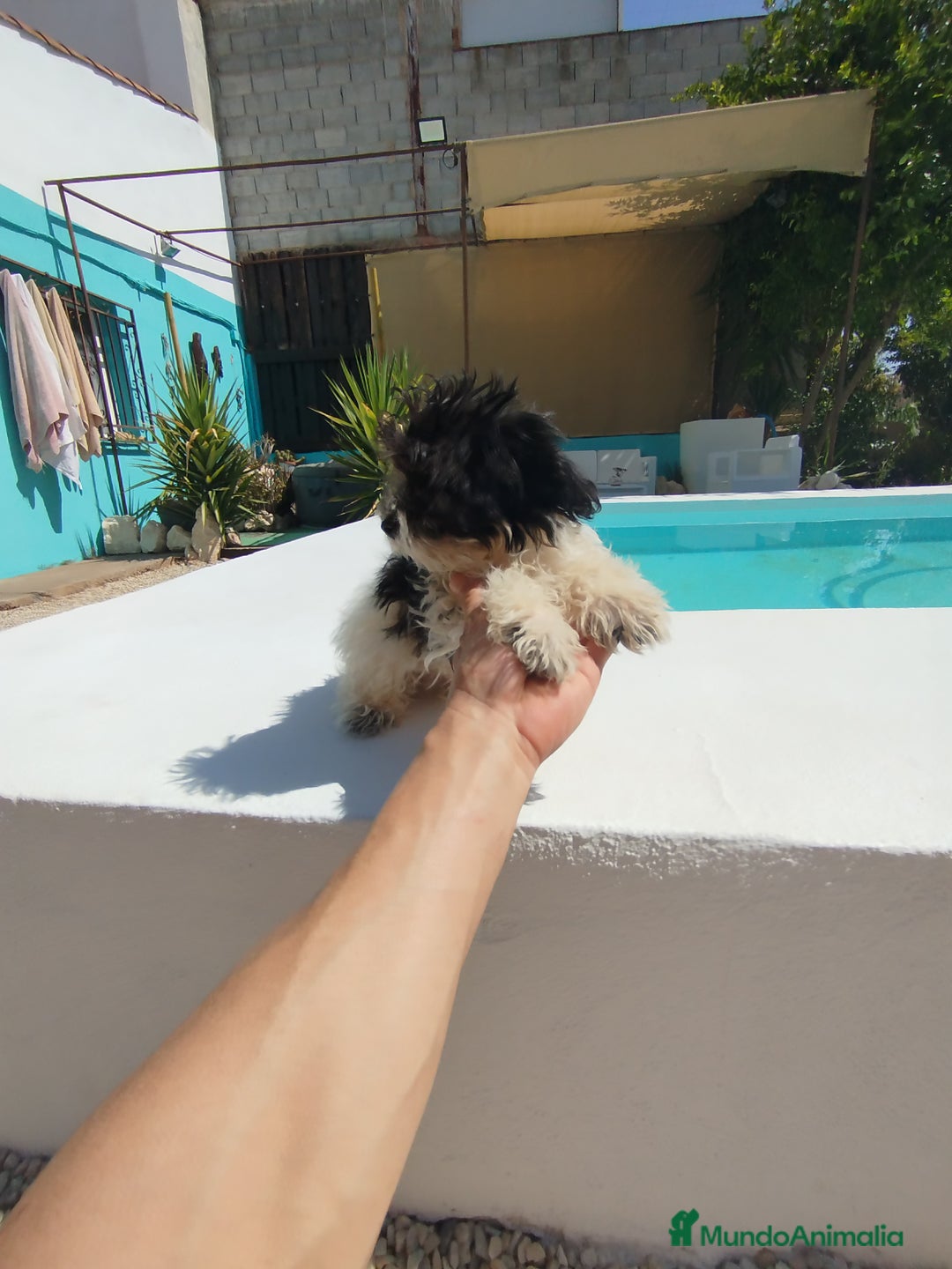 Maltipoo perros en venta: Maltipoo  - Imagen 1