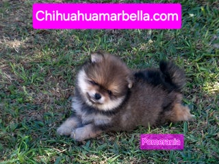 Pomerania perros Pomerania hembra - Anuncio 1