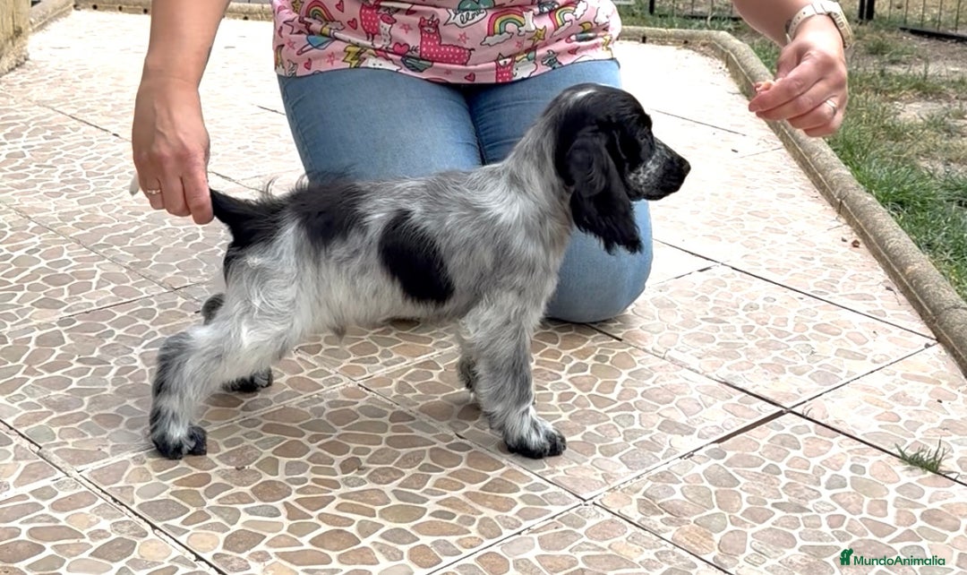 Cocker Spaniel Inglés perros en venta: Juguetones cocker spaniel ingles calidad - Imagen 4