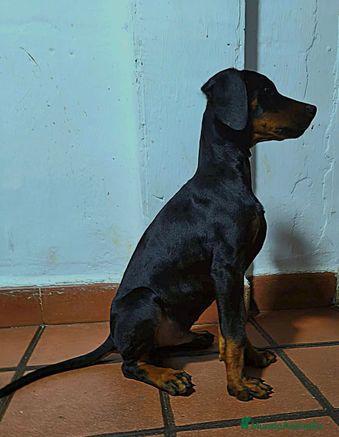 Dobermann perros en venta: Doberman - Anuncio 1