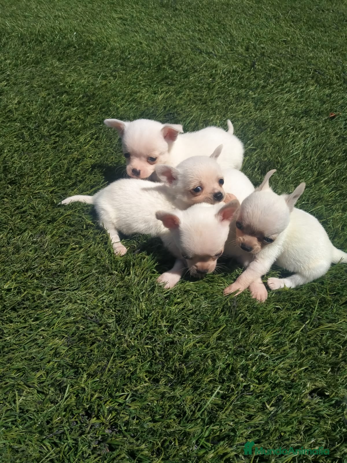 Chihuahua perros Chihuahua miniatura en Badajoz - Anuncio 16