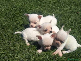 Chihuahua perros Chihuahua miniatura en Badajoz - Anuncio 3