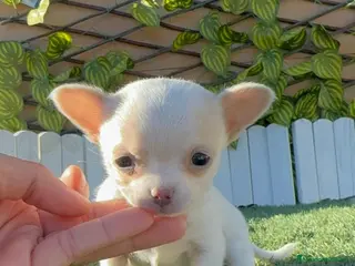 Chihuahua perros CHIHUAHUA HEMBRA - Anuncio 20