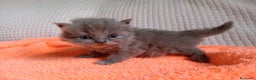 Británico de Pelo Corto Azul gatos en venta: Gatitos British blue en Barcelona - Anuncio 4