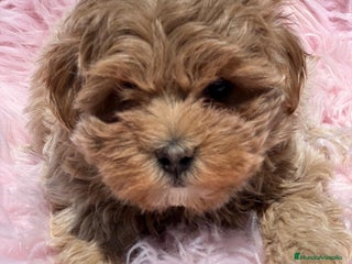 Maltipoo perros - Anuncio 25