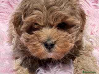 Maltipoo perros MALTIPOO TOY MUY RIZADITOS - Anuncio 14