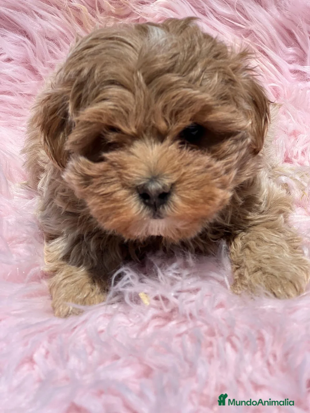Maltipoo perros en venta: MALTIPOO TOY MUY RIZADITOS - Anuncio 1