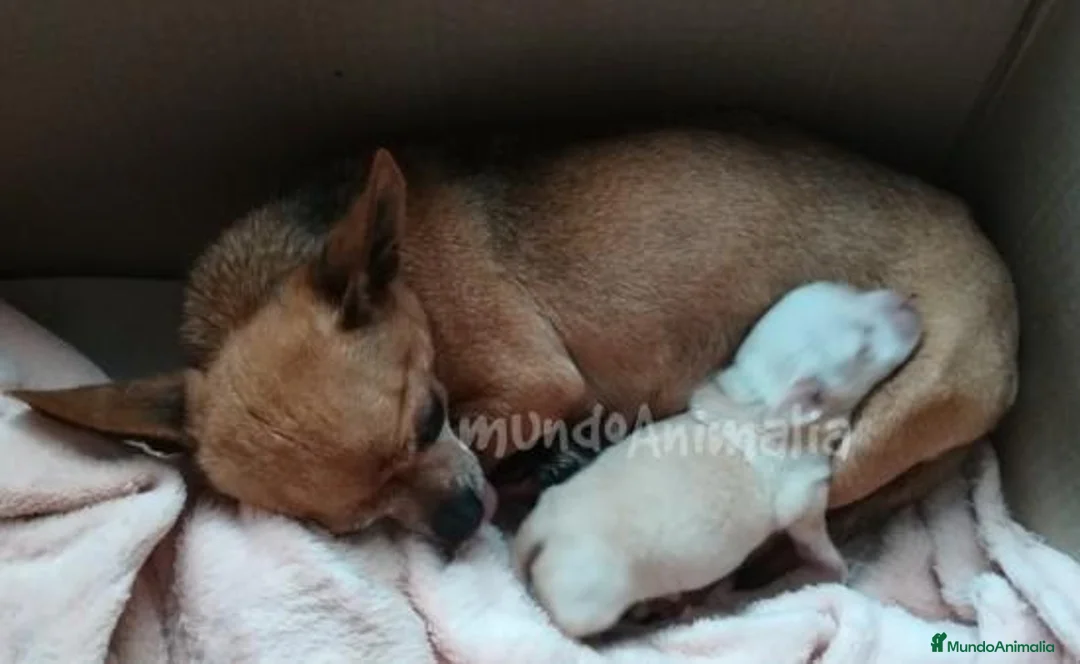 Imagen de galería {{count}}