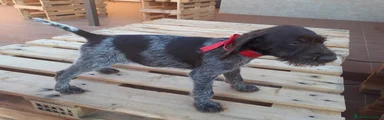 Cachorro 3