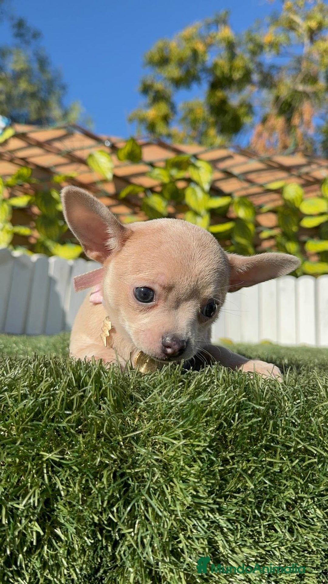 Chihuahua perros en venta: CHIHUAHUA HEMBRA - Anuncio 14