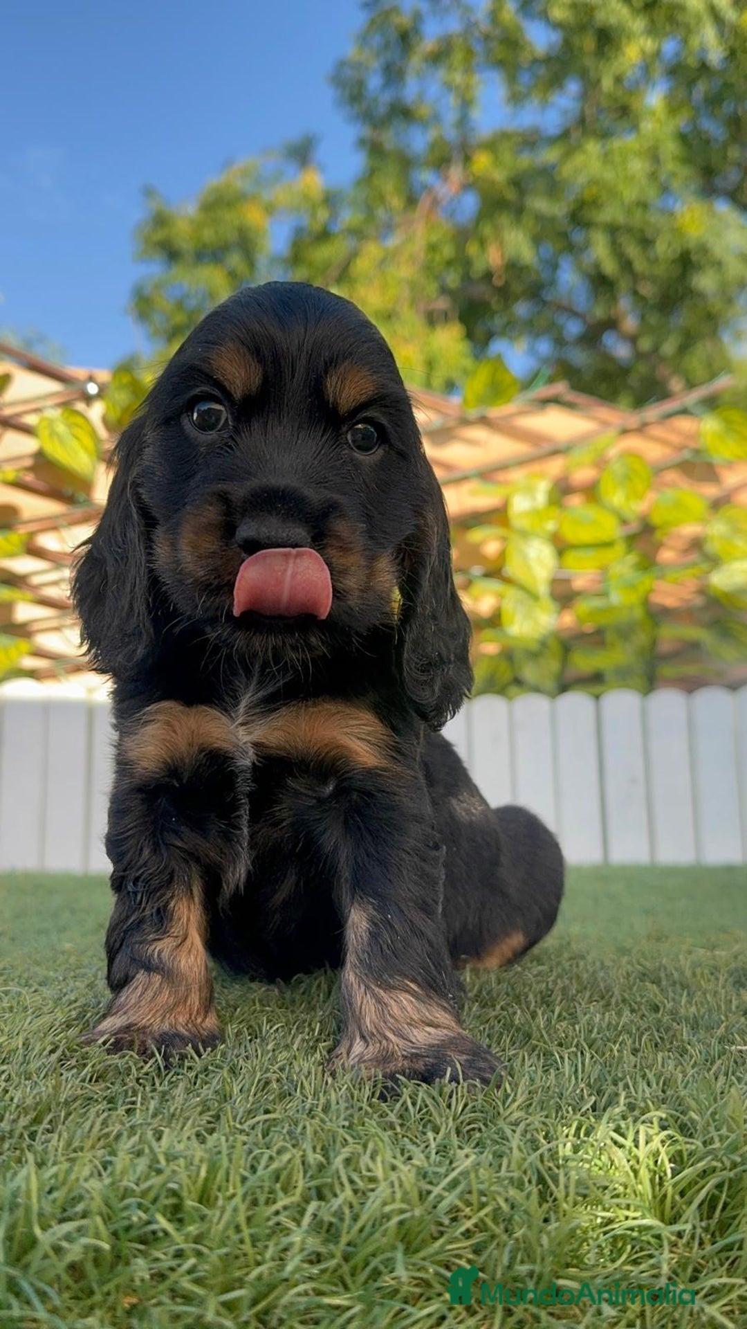 Cocker Spaniel Inglés perros en venta: COCKER SPANIEL INGLES - Imagen 17