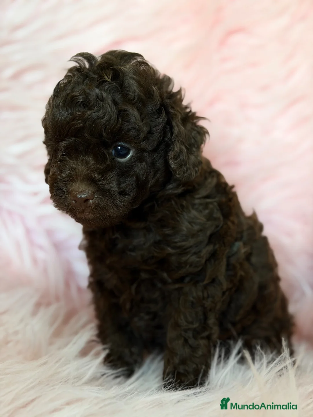 Caniche Toy perros en venta: Caniche  chocolate  - Anuncio 2