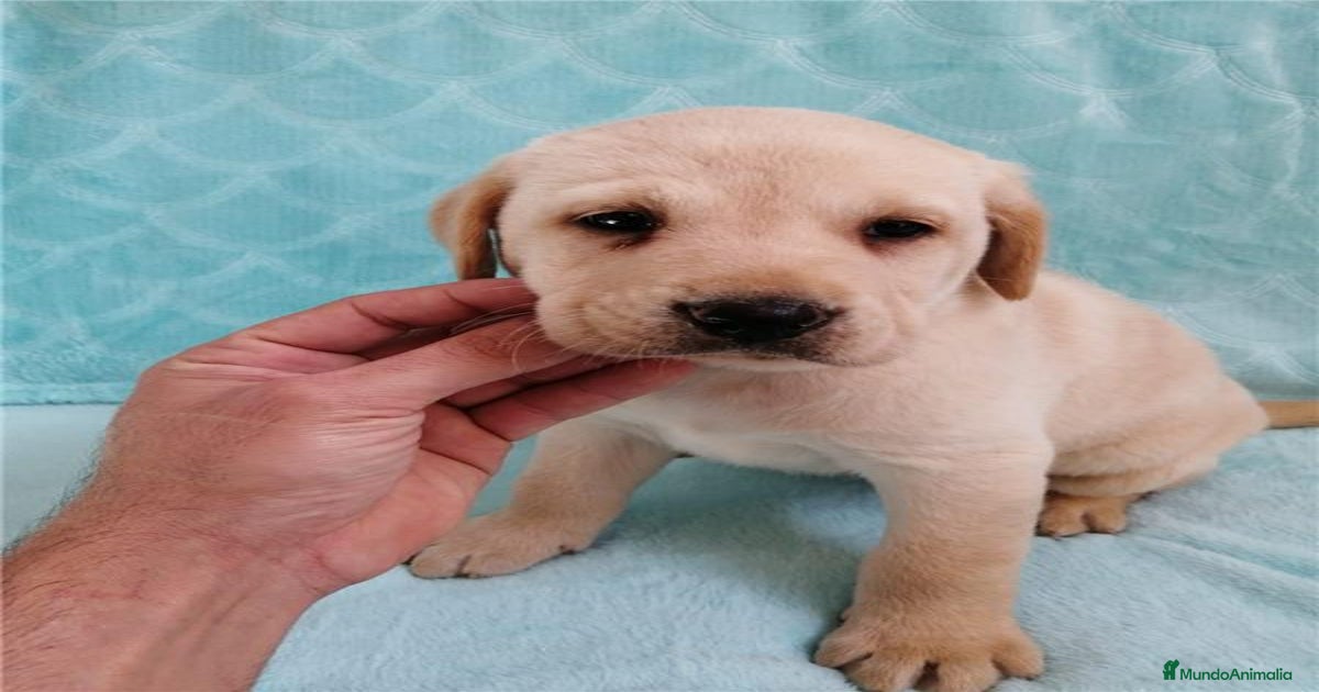 Labrador Retriever Dorado en venta en Cádiz | MundoAnimalia