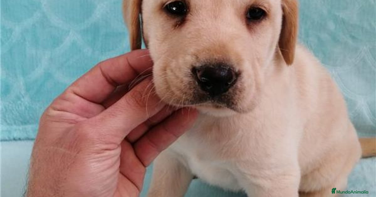 Labrador Rdorado Labrador Retriever Dorado en venta en Cádiz | MundoAnimalia