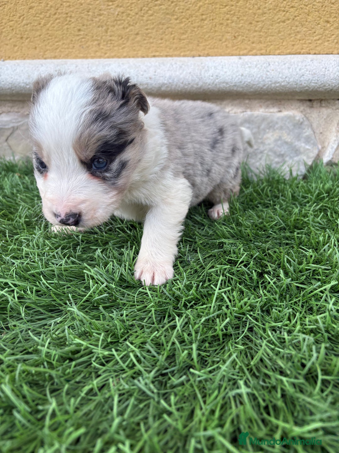 Border Collie perros en venta: Border Collie macho Merle precioso - Anuncio 11