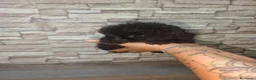 Pomerania perros en venta: Pomerania  - Anuncio 3