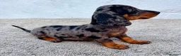Teckel Miniatura perros en venta: Teckel kaninchen Arlequín  - Anuncio 11