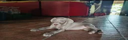 Weimaraner perros en venta: Cachorros Weimaraner  - Anuncio 3