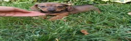 Teckel Miniatura perros en venta: Teckel Mini Rojos - Anuncio 1