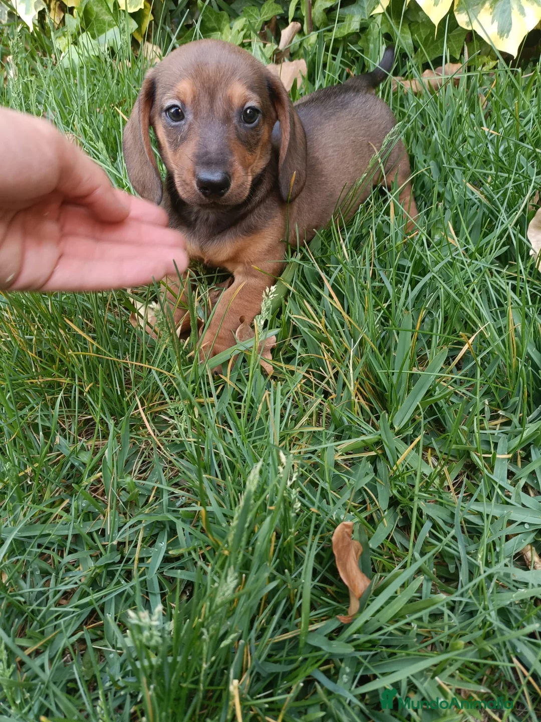 Teckel Miniatura perros en venta: Teckel Mini Rojos - Anuncio 1
