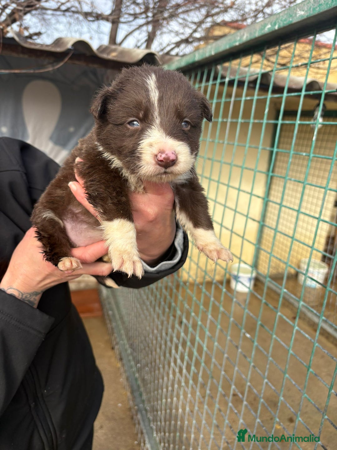 Border Collie perros en venta: Cachorro hembra Border Collie Chocolate  - Anuncio 12