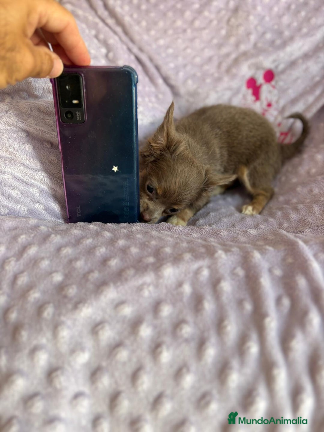 Chihuahua perros en venta: Chihuahua toy pelo largo lilac - Imagen 7