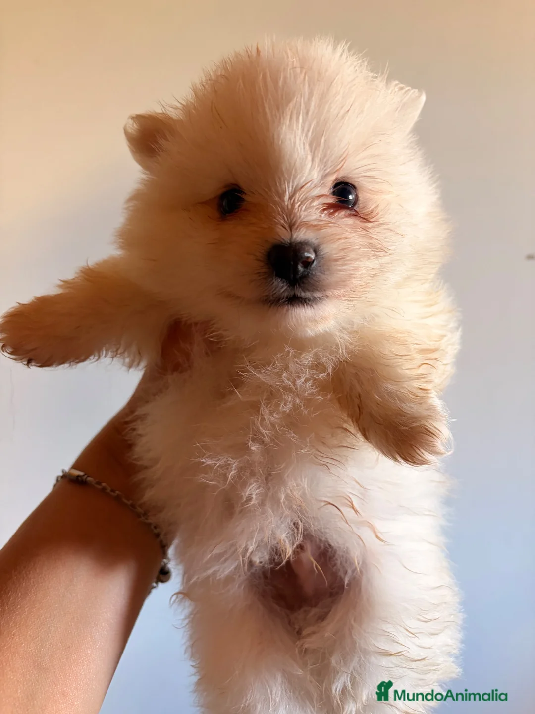 Pomerania perros en venta: Pomerania mini - Anuncio 7