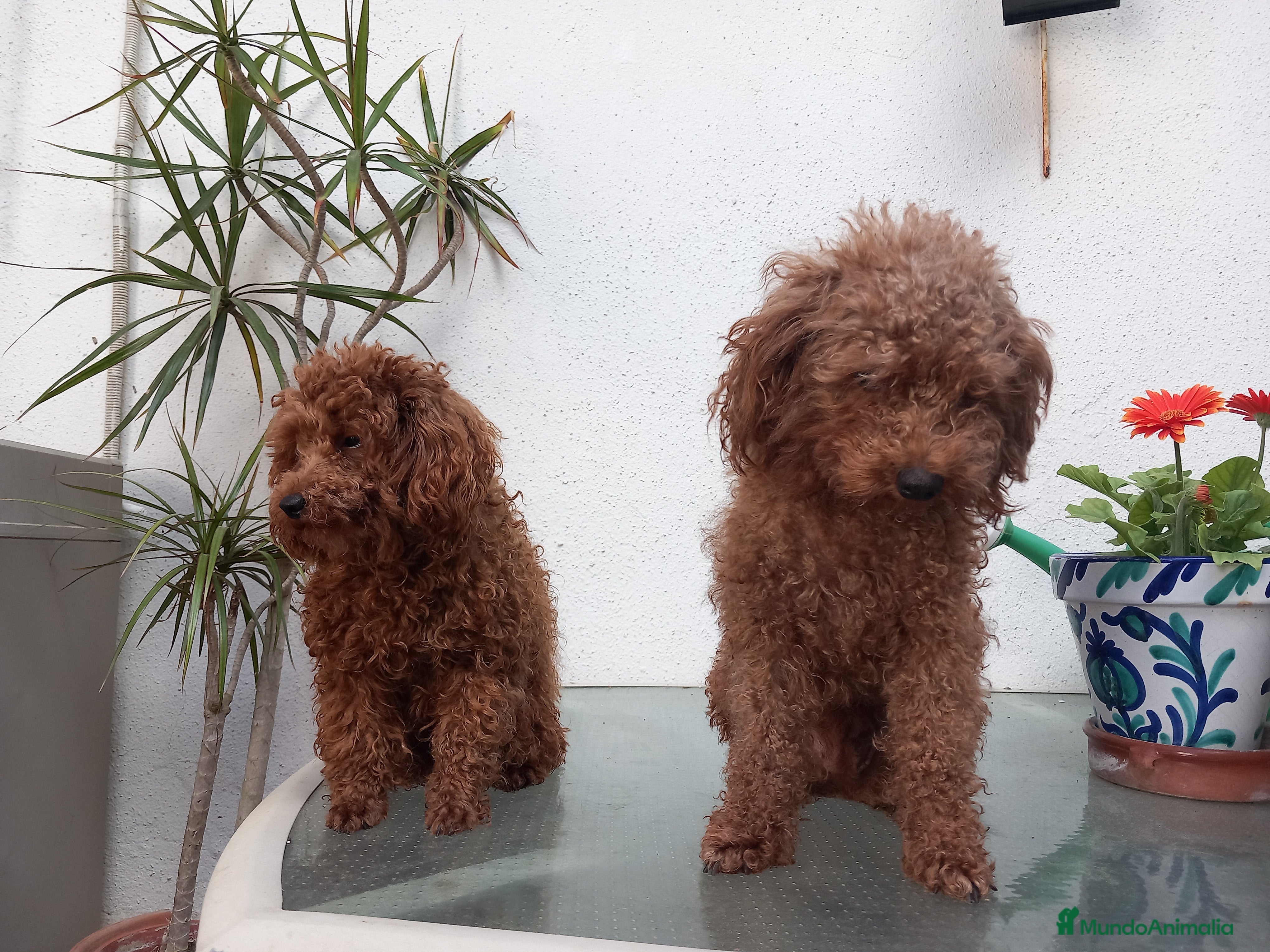 Caniche Toy perros Poodle toy cachorro caniche rojo en Sevilla - Anuncio 2
