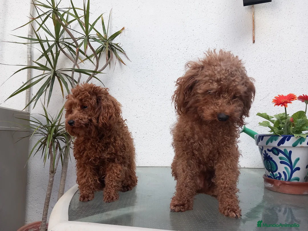 Caniche Toy perros en venta: Poodle toy cachorro caniche rojo en Sevilla - Anuncio 2