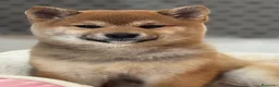 Shiba Inu perros en venta: Excelentes Shiba Inu - Anuncio 1