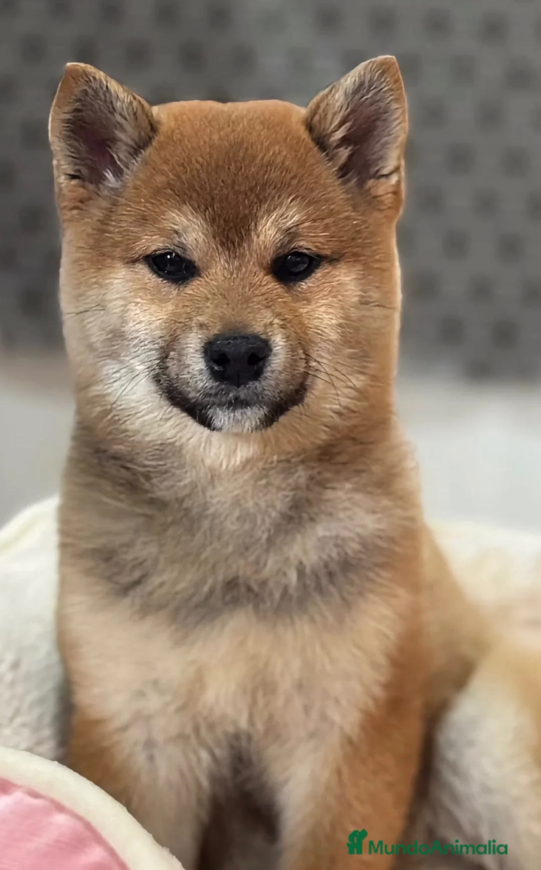 Shiba Inu perros en venta: Excelentes Shiba Inu - Anuncio 1
