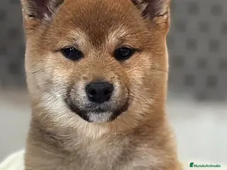 Shiba Inu perros Excelentes Shiba Inu - Anuncio 1