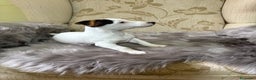 Jack Russell Terrier perros en venta: Cachorros de Jack Russell  - Anuncio 16