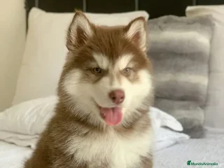 Husky Siberiano perros - Anuncio 9