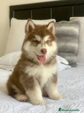 Husky Siberiano perros - Anuncio 9